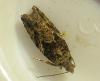 Epinotia sp.